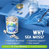 Maju Superfoods Wild Irish Sea Moss Capsules, 4-in-1 with Bladderwrack & Burdock Root, Sebi Inspired Organic Seamoss Pills (120 ct)