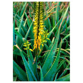 Aloe Vera Flower Essence Supplement Dropper - 0.25 oz Soothing Natural Healer