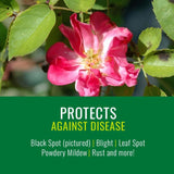 Bayer Advanced Rose & Flower Insect, Disease & Mite Control - 24 oz