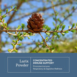Eclectic Institute Larix Pure Larch Extract Supplement - Blue Capsules