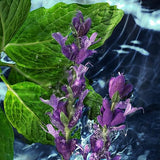 Davidoff Cool Water After Shave Lotion Soothing Aquatic Scent 125ml