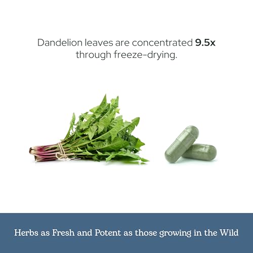Eclectic Institute Raw Freeze-Dried Dandelion Leaf Supplement - Organic Digestive & Detox Support - 90 Capsules