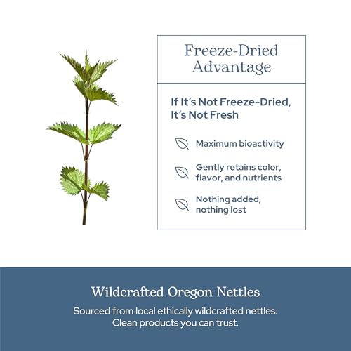 Eclectic Institute Raw Freeze-Dried Nettle Leaf Supplement - Sinus Support, Histamine Response & Respiratory Wellness - 90 Capsules