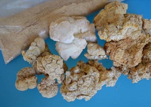 Tiger Milk Mushroom (Lignosus Rhino.) USA Grown Lung Respiratory Immune Support Supplement - 450mg Capsules