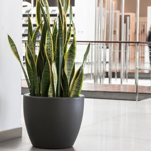 Ordesa Anthracite Flower Pot (Diameter 60 x 43 cm) by WELL HOME