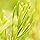 Weleda Revitalizing Hair Tonic (100ml) - For Fuller, Healthier Hair