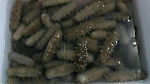 Sea Cucumber Curcumin Herbal Supplement - 200g - Natural Wellness Support