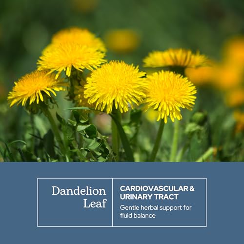 Eclectic Institute Raw Freeze-Dried Dandelion Leaf Supplement - Organic Digestive & Detox Support - 90 Capsules