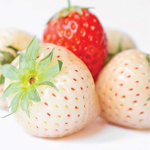 Olay Fresh Outlast Cooling White Strawberry & Mint Body Wash - Travel Size - 3 Fl Oz (89 Ml)