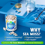 MAJU Wild Irish Sea Moss Capsules 4-in-1 with Bladderwrack & Burdock Root - Organic Seamoss Pills for Immune & Digestive Support