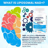 Liposomal NAD+ 500 MG with TMG 250 MG - Superior Absorption for Healthy Aging