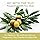 Life-flo Pure Olive Squalane Oil: Nourishing Moisturizer for Face & Body