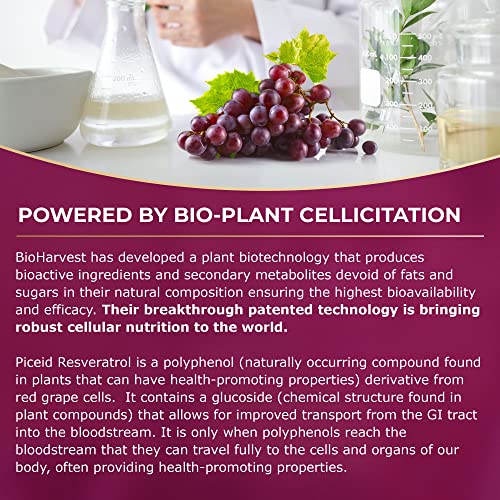 VINIA Blood Flow Superfood - Sustained Release Piceid Resveratrol from Red Grapes