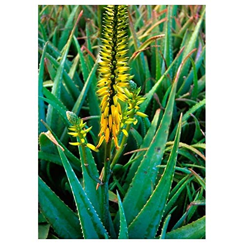 Aloe Vera Flower Essence Supplement Dropper - 0.25 oz Soothing Natural Healer