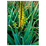 Aloe Vera Flower Essence Supplement Dropper - 0.25 oz Soothing Natural Healer