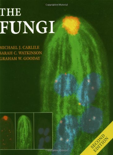 The Fungi Daily Wellness Mushroom Supplement