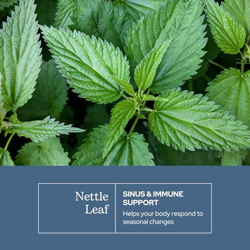 Eclectic Institute Raw Freeze-Dried Nettle Leaf Supplement - Sinus Support, Histamine Response & Respiratory Wellness - 90 Capsules