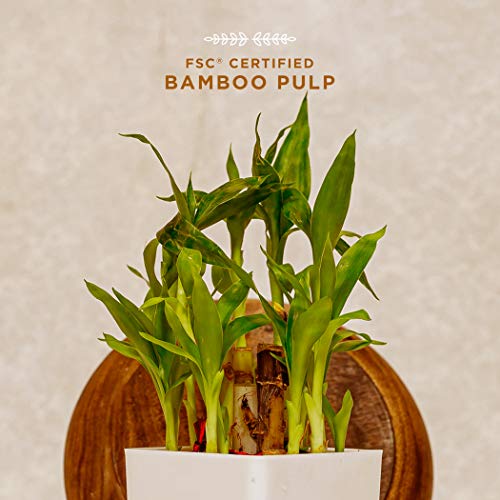 Pee Safe Organic Cotton Sanitary Pads - Biodegradable Quarterly Pack of 32 (14 Regular + 18 Overnight)