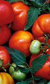 Abe Lincoln Pomodoro 20 Semi-Heirloom Organic Tomato Seeds