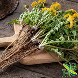 Herb To Body Dandelion Root C/S - Wildcrafted Taraxacum Officinale - 4oz