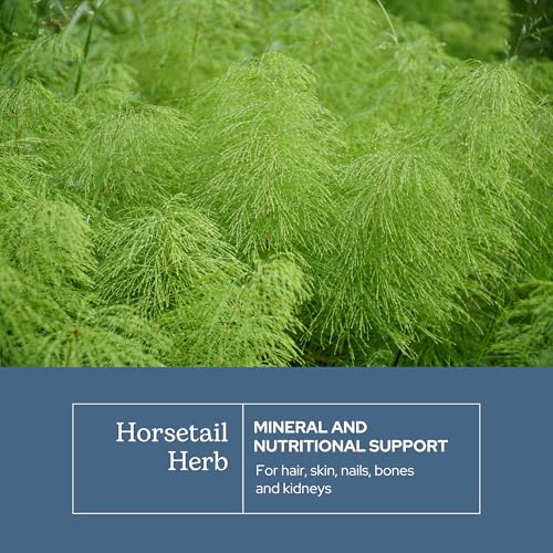 Horsetail Capsules by Eclectic Institute | Herbal Supplement for Hair, Skin & Nail Health