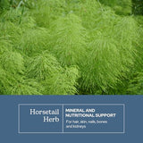 Horsetail Capsules by Eclectic Institute | Herbal Supplement for Hair, Skin & Nail Health