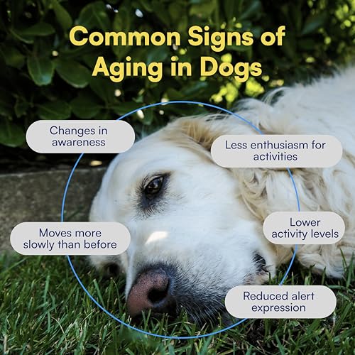 NAD+ Precursor & Senior Dog Supplement - 90 Soft Chews with NMN Alternative for Longevity, Anti-Aging & Energy - Nicotinamide Riboside, Resveratrol, Quercetin