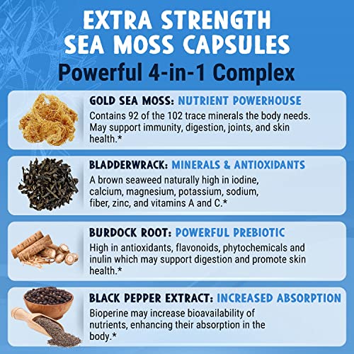 Maju Superfoods Wild Irish Sea Moss Capsules, 4-in-1 with Bladderwrack & Burdock Root, Sebi Inspired Organic Seamoss Pills (120 ct)