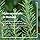 Weleda Revitalizing Hair Tonic - 100ml - For Strong, Healthy Hair