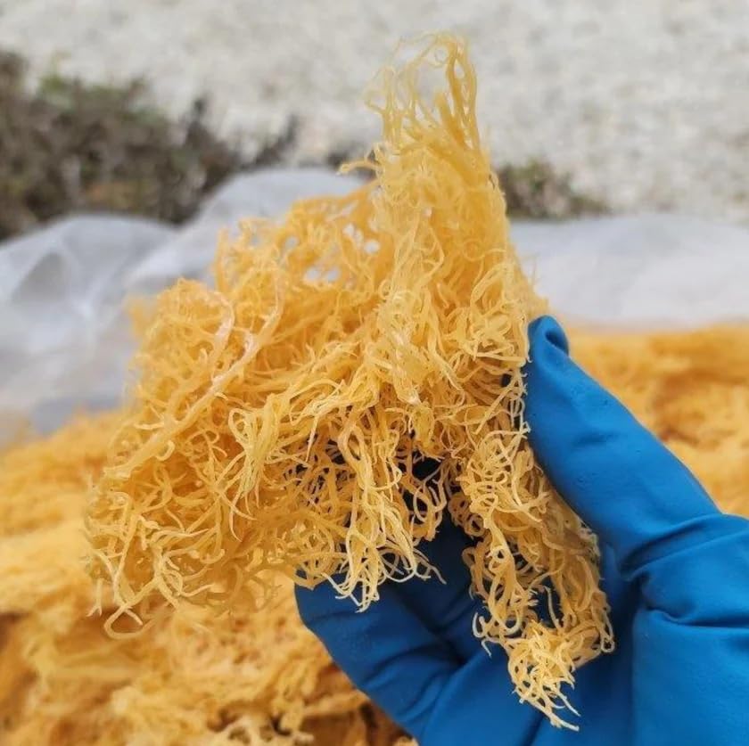 Golden Sea Moss Superfood 100g - 100% Natural Source of Minerals & Vitality Support