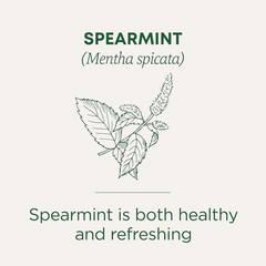 Traditional Medicinals Spearmint, 16 Teabags